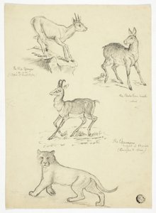 Chamois, musc, klipbok et lion - Thomas Uwins