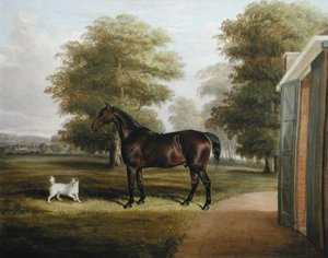 Un cheval bai avec un terrier - Thomas W. Bretland