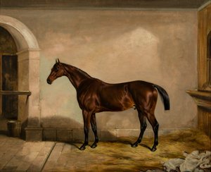 Teddy le Tiler : un cheval, vers 1842