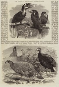 Nouveaux arrivants aux jardins de la Société zoologique