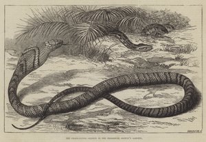 Le serpent mangeur de serpents dans les jardins de la Société zoologique - Thomas W. Wood
