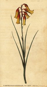 Clochettes de Noël, Blandfordia nobilis., 1800 (gravure)