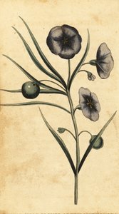 Fleur de pomme de terre de Nouvelle-Galles du Sud, Australie., 1800 (gravure) - Thomas Watling