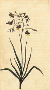 Fleur de roche de Nouvelle-Galles du Sud, Australie, 1800 (gravure) - Thomas Watling