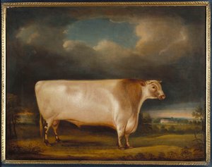 Comet, un taureau à courte corne clair rouan dans un paysage, 1811 - Thomas Weaver