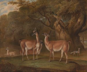 Lamas et un renard dans un paysage boisé - Thomas Weaver