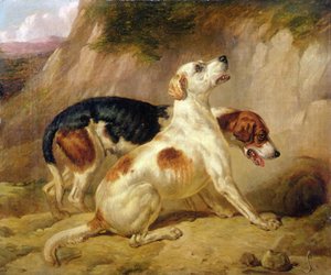 Chiens de chasse, renard rentré dans son terrier - Thomas Woodward