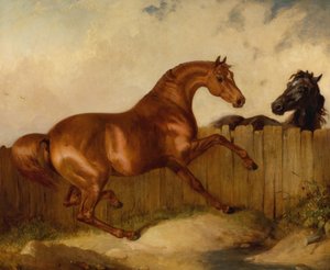Étalon et jument - Thomas Woodward
