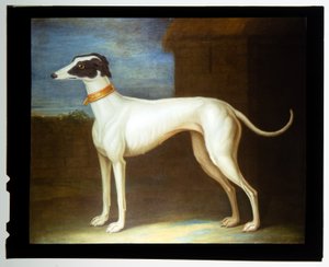 Un lévrier favori - Thomas of Pall Mall Butler