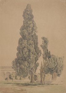 Cyprès