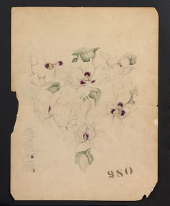 Dessin de conception, vers 1893 (aquarelle) - Tiffany & Company