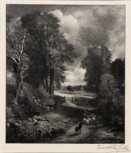 Champ de maïs