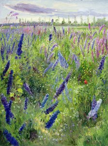 Delphiniums et soleil émergent