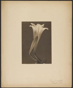 N° 1.