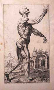 Étude anatomique, par Domenico Maria Bonavera - Titian (c.1488 1576) (after)