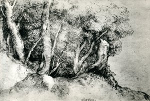 Paysage forestier, vers 1516-1518, 1937 - Tiziano Vecelli