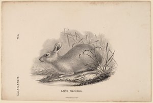 Lepus Palustris - Titian Ramsay Peale