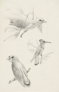 Trois Oiseaux - Titian Ramsay Peale