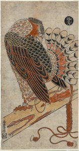 Épervier (Konori taka)