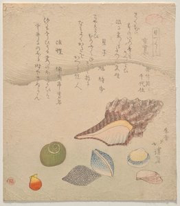 Sept coquillages au bord de la mer, de la série Compendium des coquillages (Kaizukushi) - Totoya Hokkei