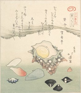 Coquille de top et diverses coquilles, 19e siècle - Totoya Hokkei