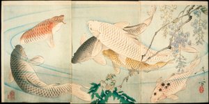 Carpe et glycine - Tsukioka Yoshitoshi
