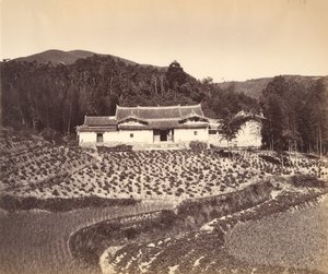 Champ de thé et maison de thé à Peling, vers 1869 - Tung Hing.