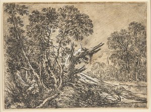 Paysage forestier avec un arbre cassé - Ubekendt