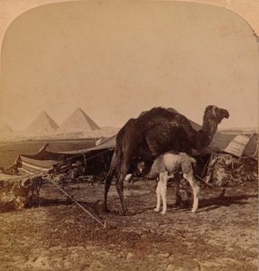 Un bébé du désert, Égypte, 1896 - Unbekannt