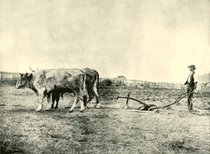 Équipe de labourage de bœufs, 1901 - Unbekannt