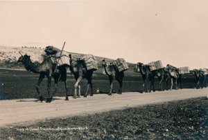 Caravane de chameaux en route pour Damas, 1936 - Unbekannt
