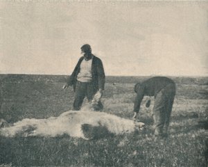 Un ours mort sur l