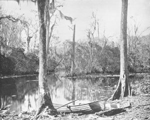 Un affluent de la rivière St. Johns, Floride, USA, vers 1900 - Unbekannt