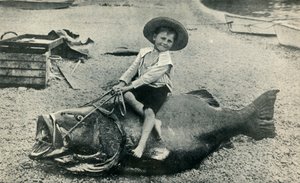 Une monture poissonneuse! - Un bar géant - poids 363 livres, 1901 - Unbekannt