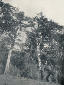 Une Forêt de Hêtres Antarctiques à Temuco, 1911 - Unbekannt