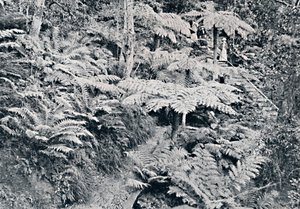 Une forêt de fougères arborescentes, Leura, Montagnes Bleues, vers 1900 - Unbekannt