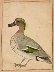 Sarcelle à ailes vertes, vers 1730