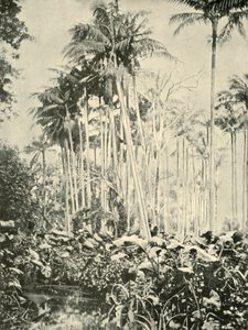 Un bosquet de palmiers, 1901