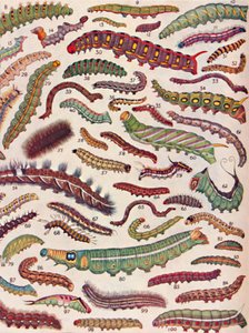 Cent sortes différentes de chenilles de papillons et de mites, 1935 - Unbekannt