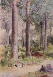 Une forêt de Kauri, 1923