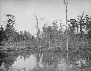 Un marais en Louisiane, vers 1897