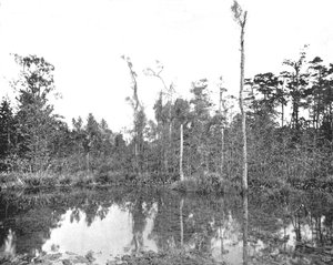 Un marais en Louisiane, USA, vers 1900