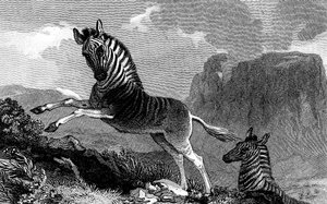 Un quagga, 1815