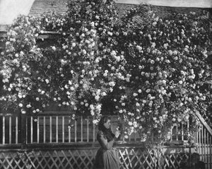 Une maison décorée de roses, Californie du Sud, USA