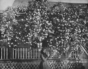 Une maison décorée de roses, Californie du Sud, vers 1897