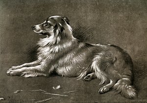 Un chien de berger, 1901
