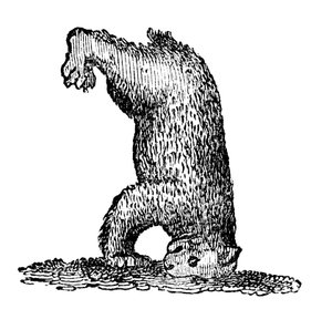 Un ours sur la tête, 14e siècle - Unbekannt