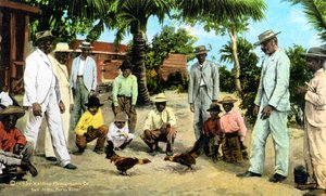 Un combat de coqs, Porto Rico, 1909 - Unbekannt