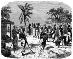 Une plantation de coton, vers 1880