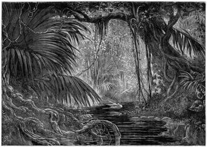 Scène de forêt au Pérou, 1877 - Unbekannt